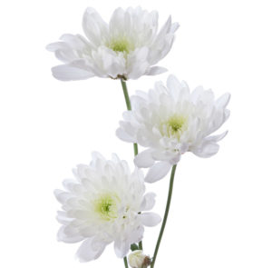 Weiße Chrysantheme
